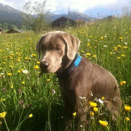 غرونيغ جريندلوالد