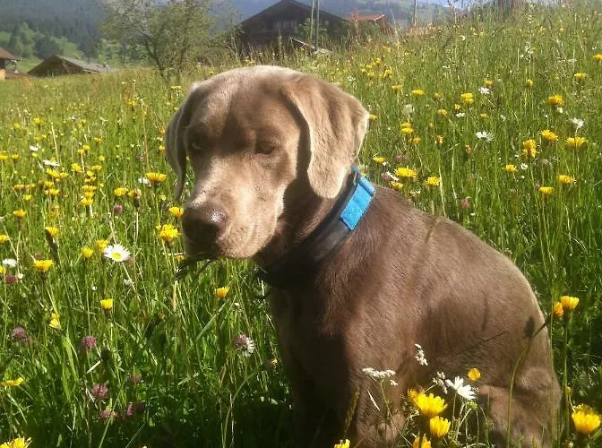 Gruenegg グリンデルヴァルト